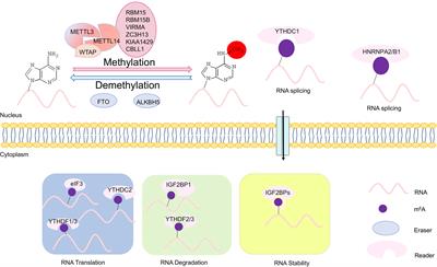 m6A Modifications Play Crucial Roles in Glial Cell Development and Brain Tumorigenesis